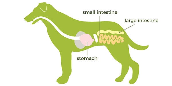 Dog digestive system outlet step by step